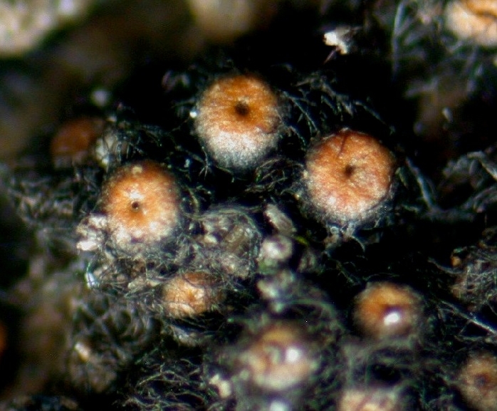 macrostoma