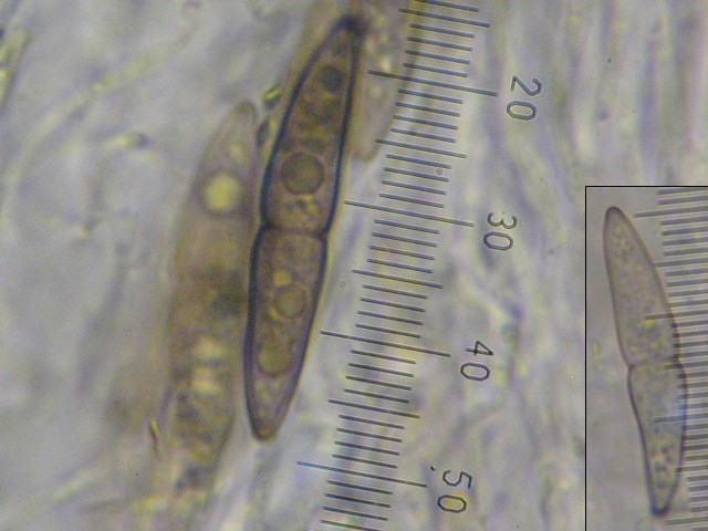 macrostoma