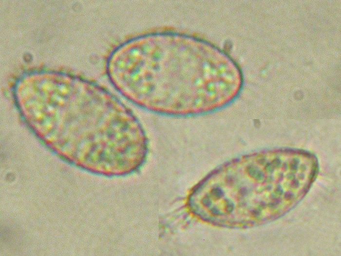 macrostoma