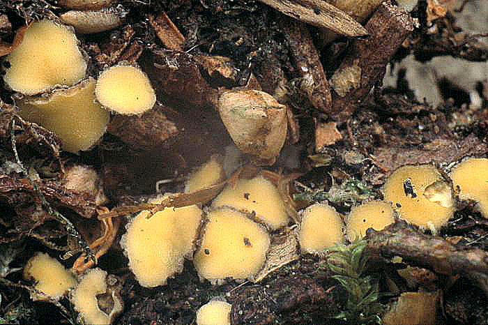 macrostoma
