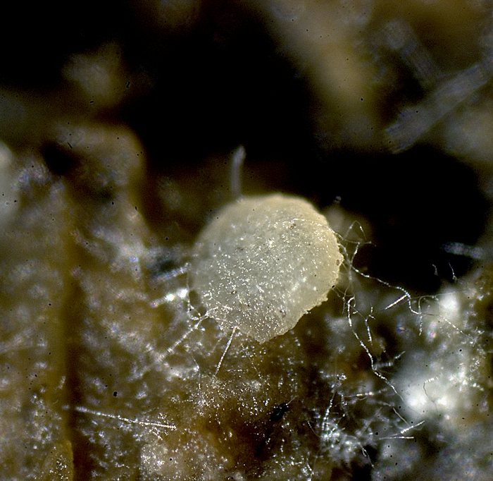 macrostoma
