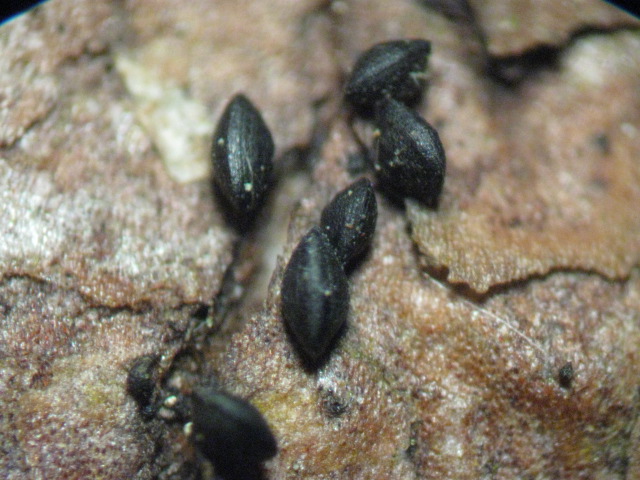 macrostoma