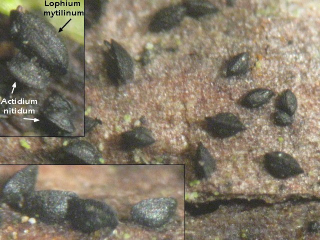 macrostoma