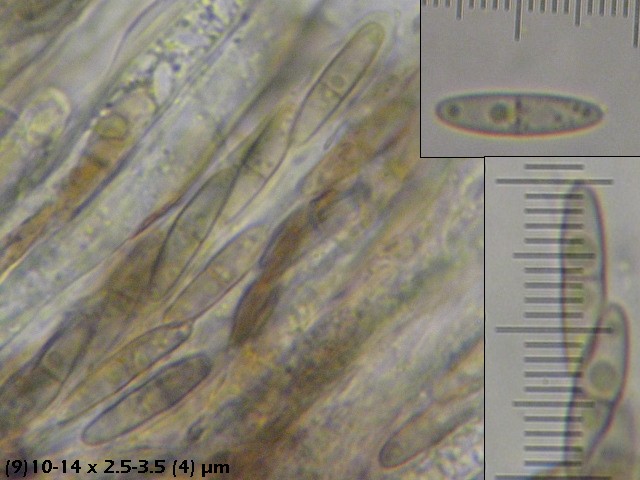 macrostoma
