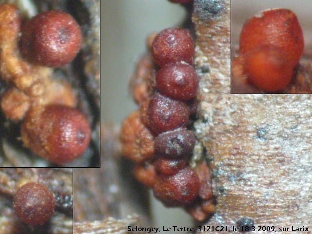 macrostoma