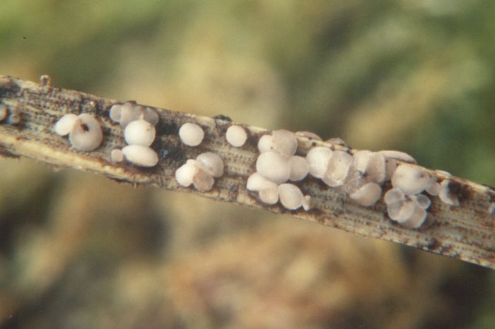 macrostoma
