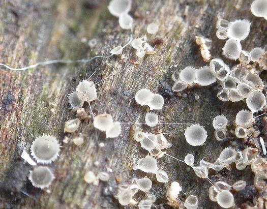 macrostoma