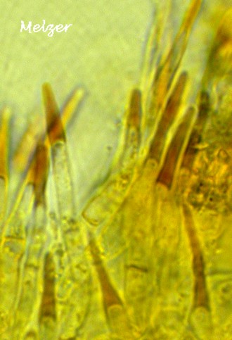 macrostoma