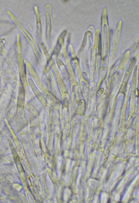 macrostoma