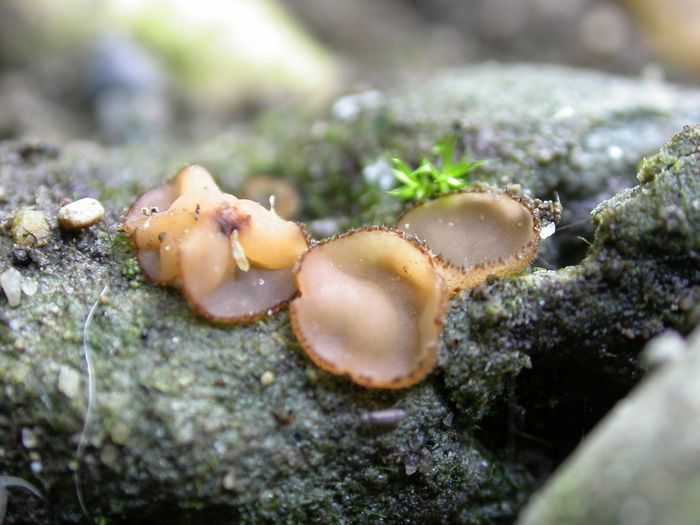 macrostoma
