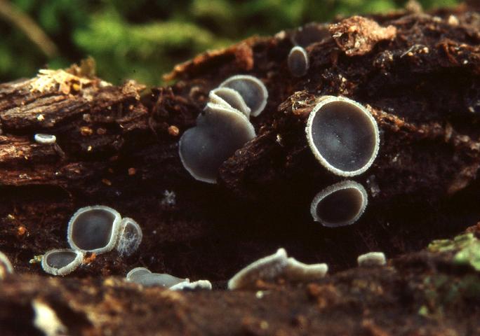 macrostoma