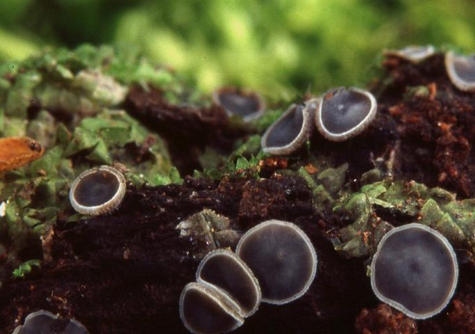 macrostoma