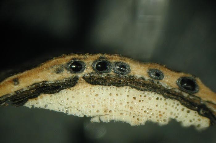 macrostoma