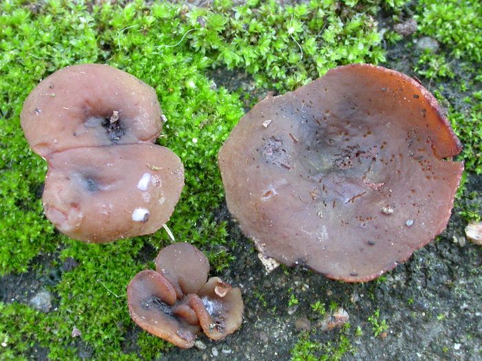 macrostoma