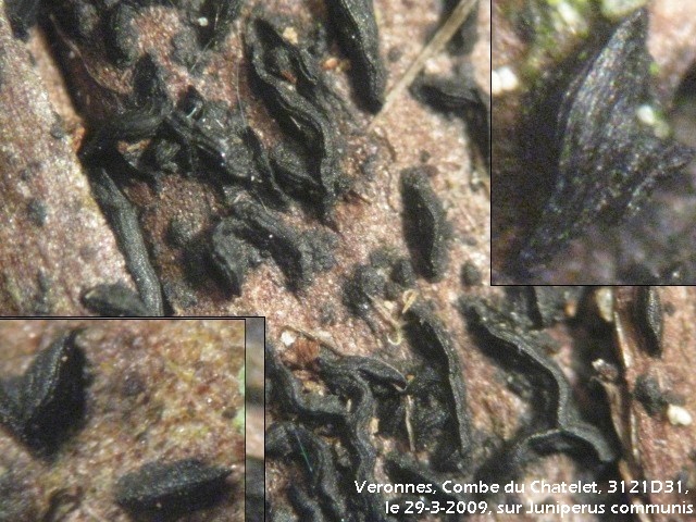 macrostoma
