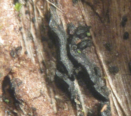 macrostoma