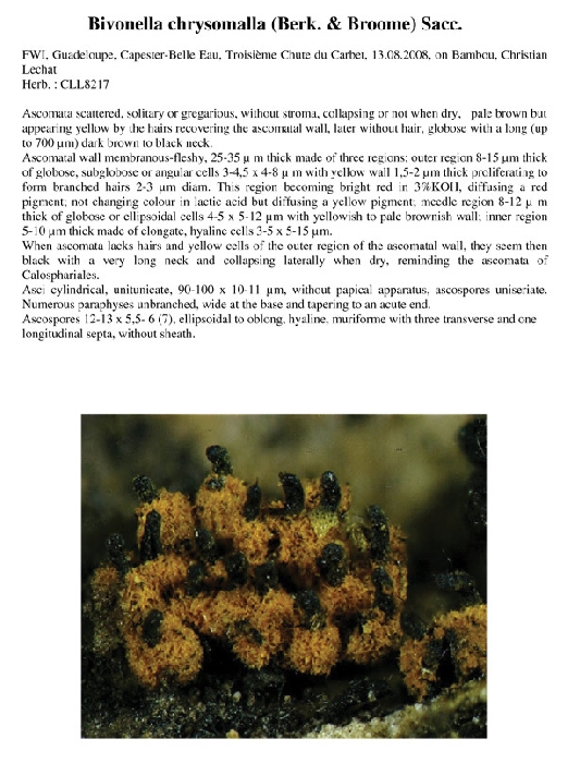 macrostoma