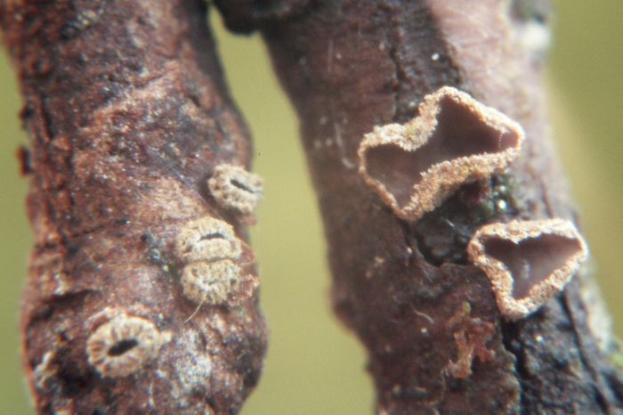 macrostoma