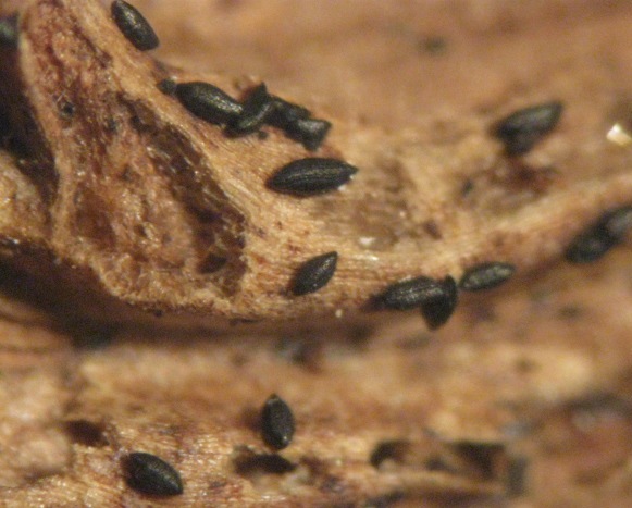 macrostoma