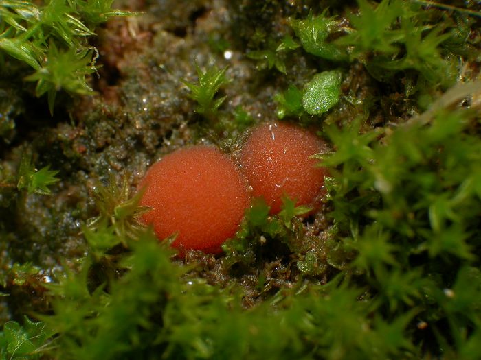 macrostoma