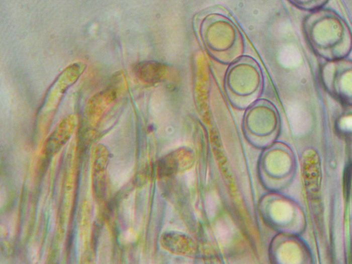 macrostoma