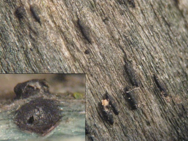 macrostoma