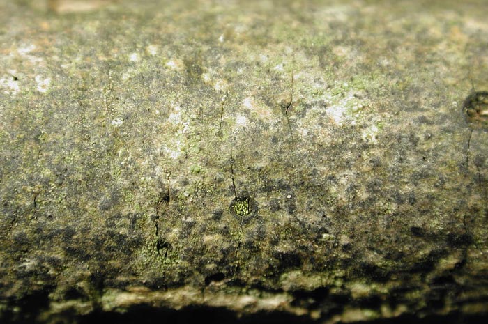 macrostoma