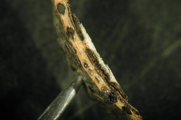 macrostoma