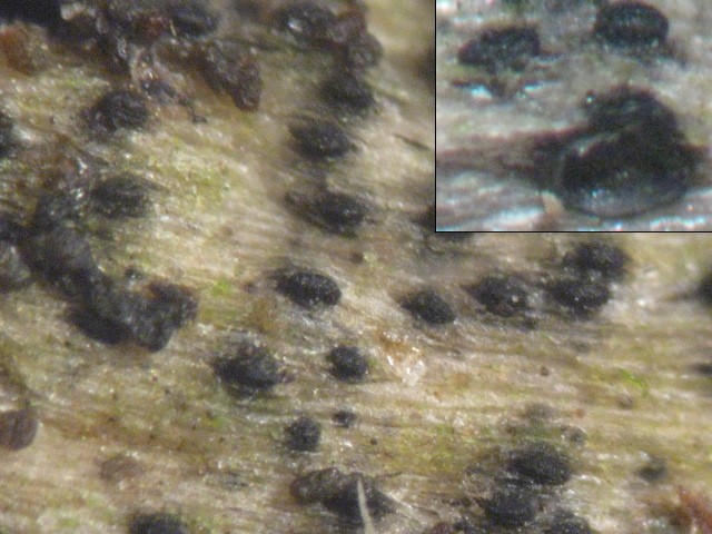 macrostoma