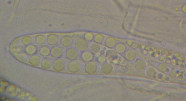 macrostoma