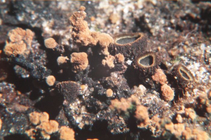 macrostoma