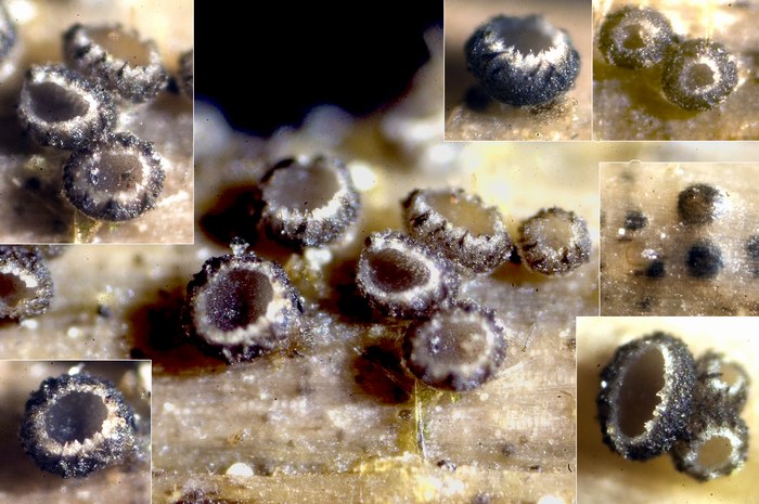 macrostoma