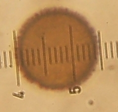 macrostoma
