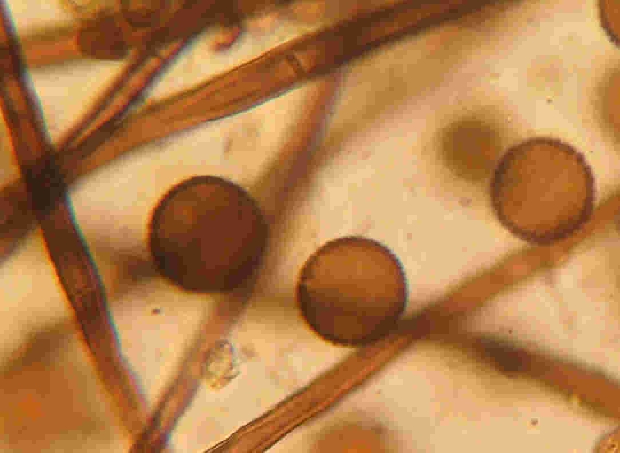 macrostoma