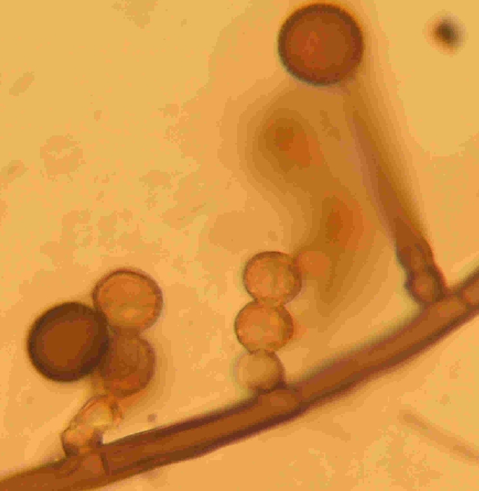 macrostoma