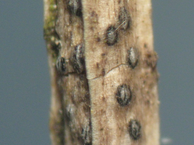 macrostoma