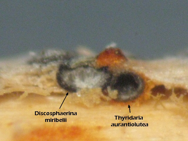 macrostoma