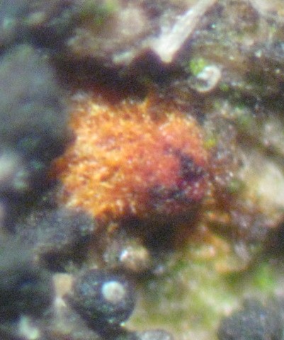 macrostoma