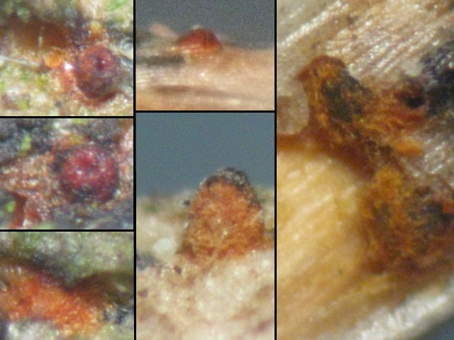 macrostoma