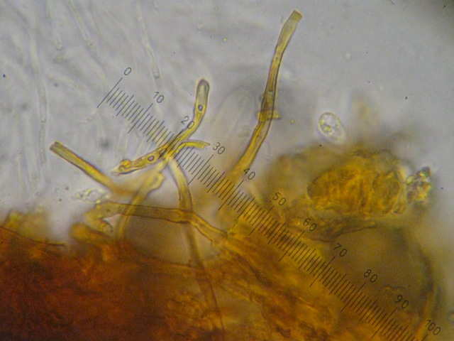 macrostoma