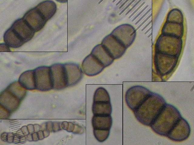 macrostoma