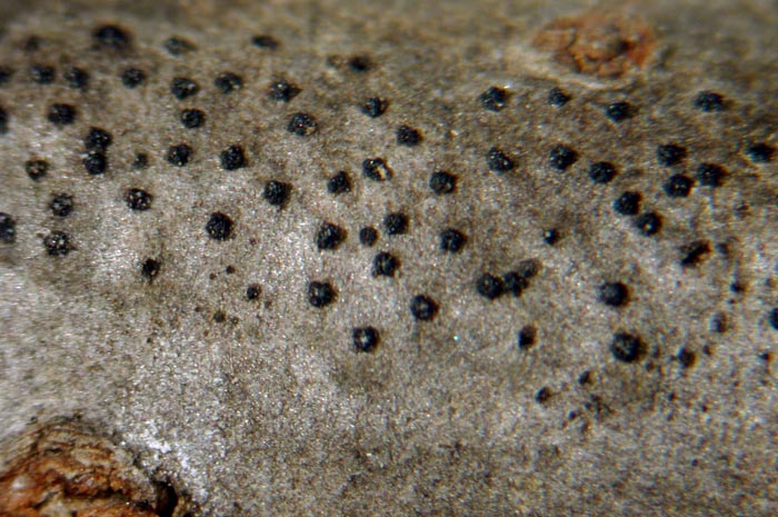 macrostoma