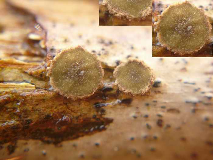macrostoma