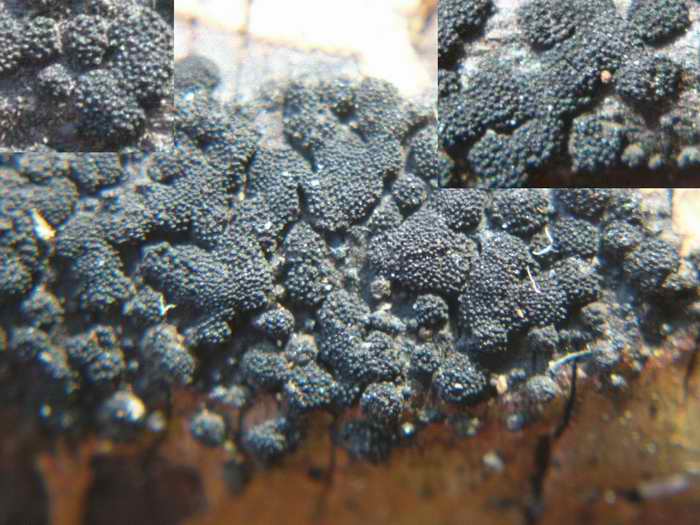 macrostoma