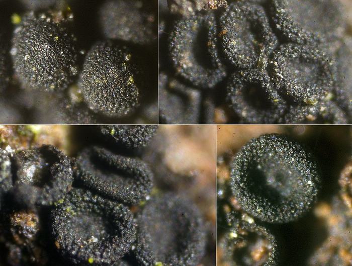 macrostoma