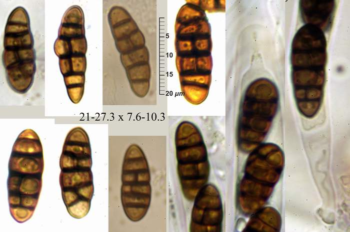 macrostoma