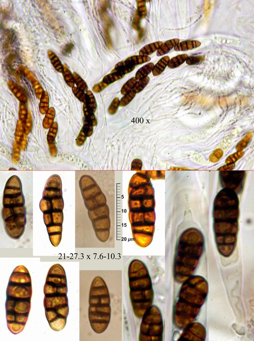 macrostoma