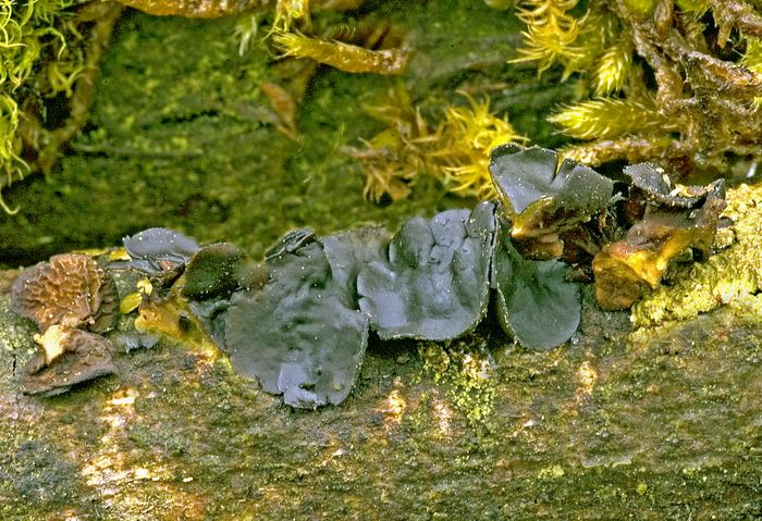 macrostoma