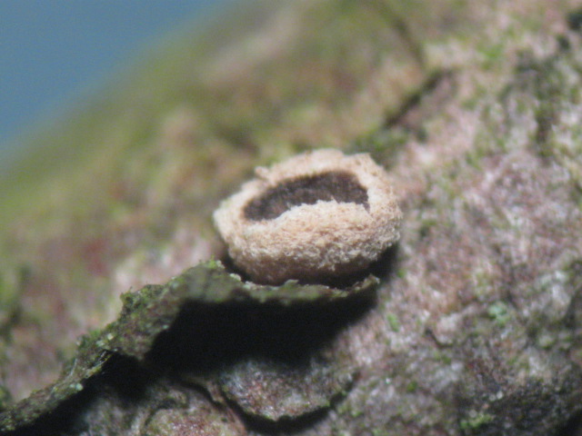 macrostoma
