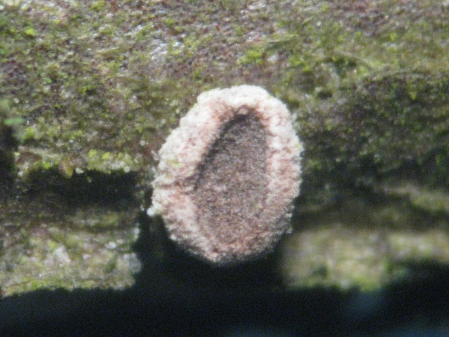 macrostoma